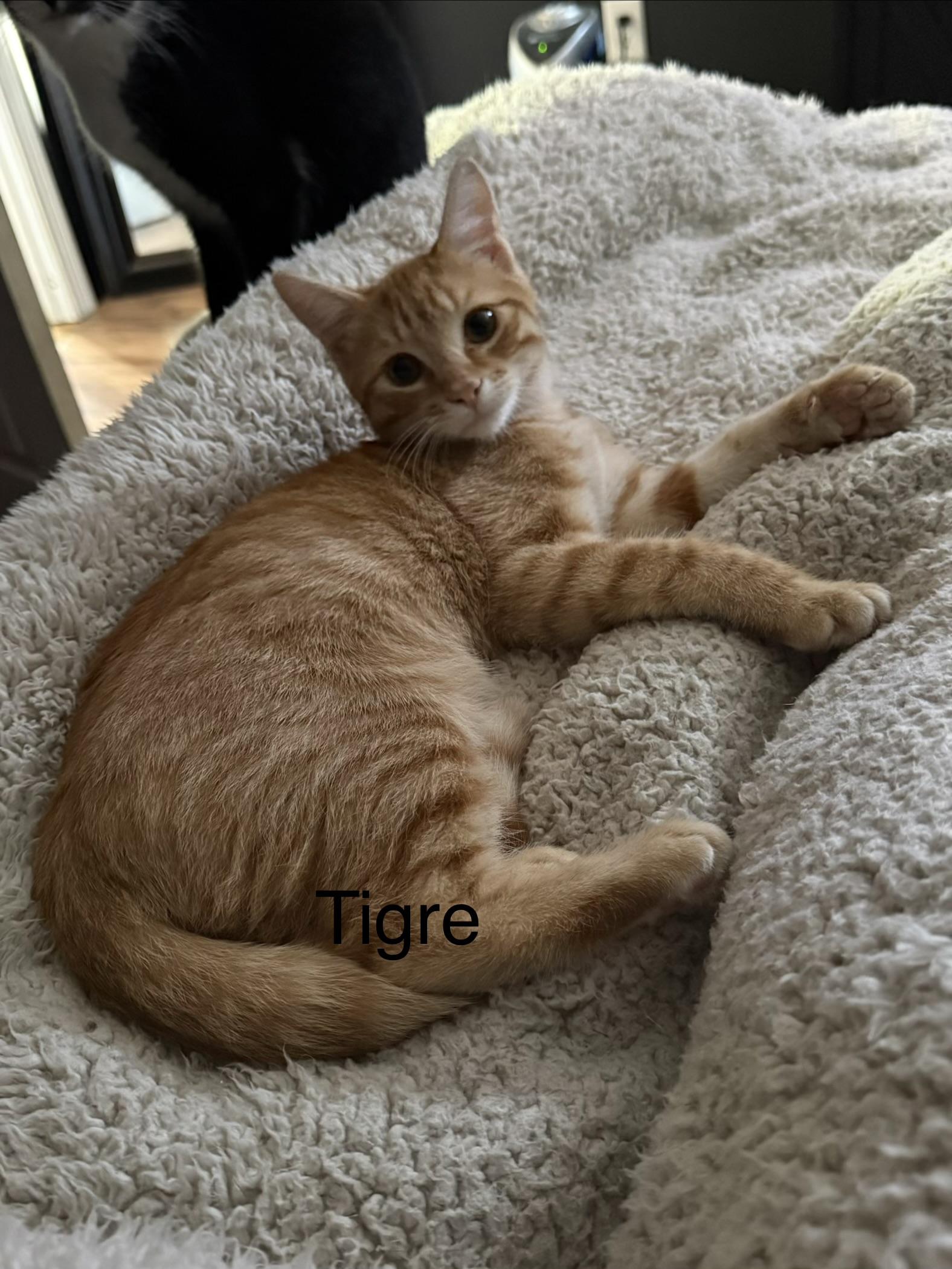 Enlarge Tigre, a Adoptable Domestic Short Hair in Topsham, ME image 2/2