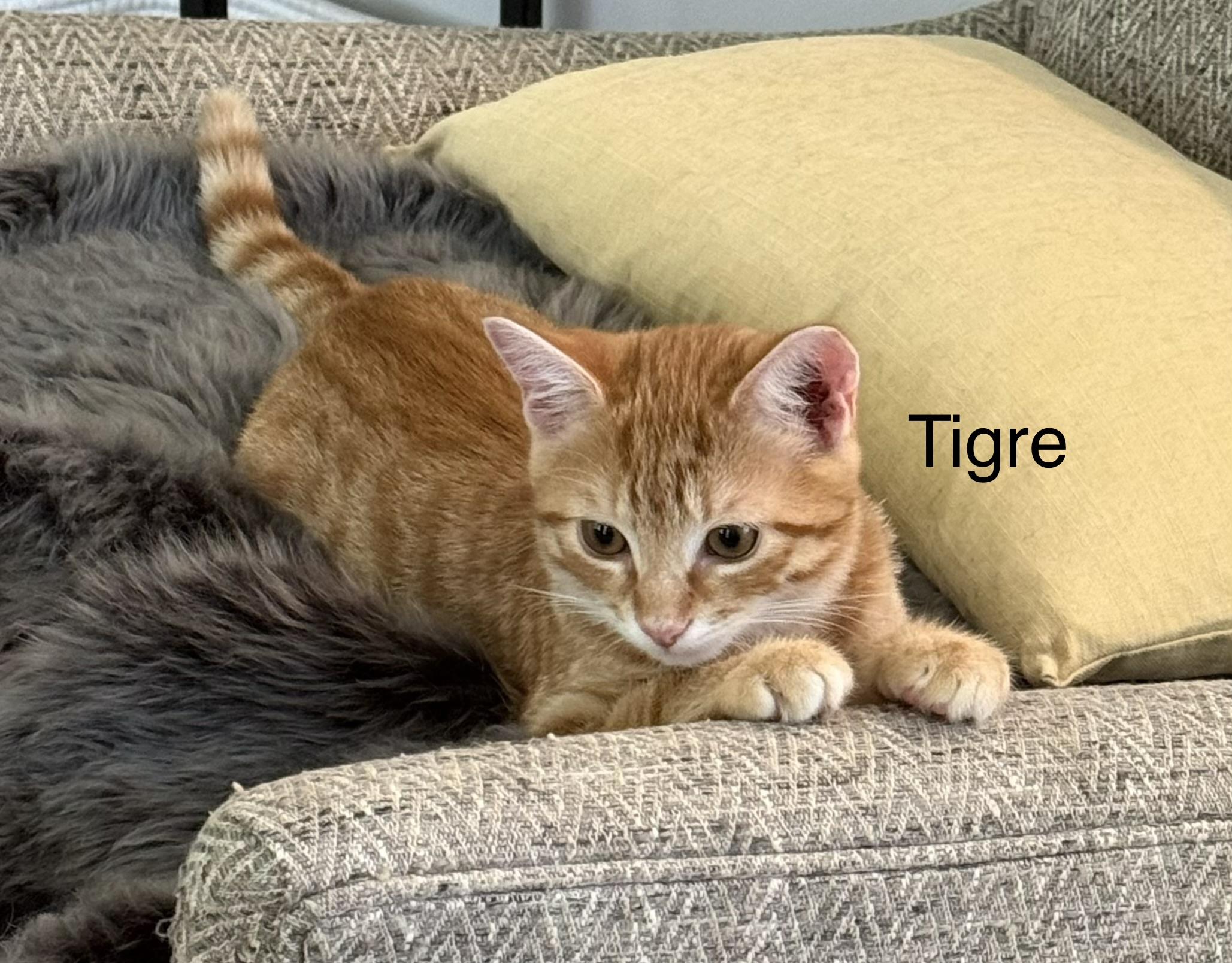 Tigre, Adoptable, Young Male Domestic Short Hair.