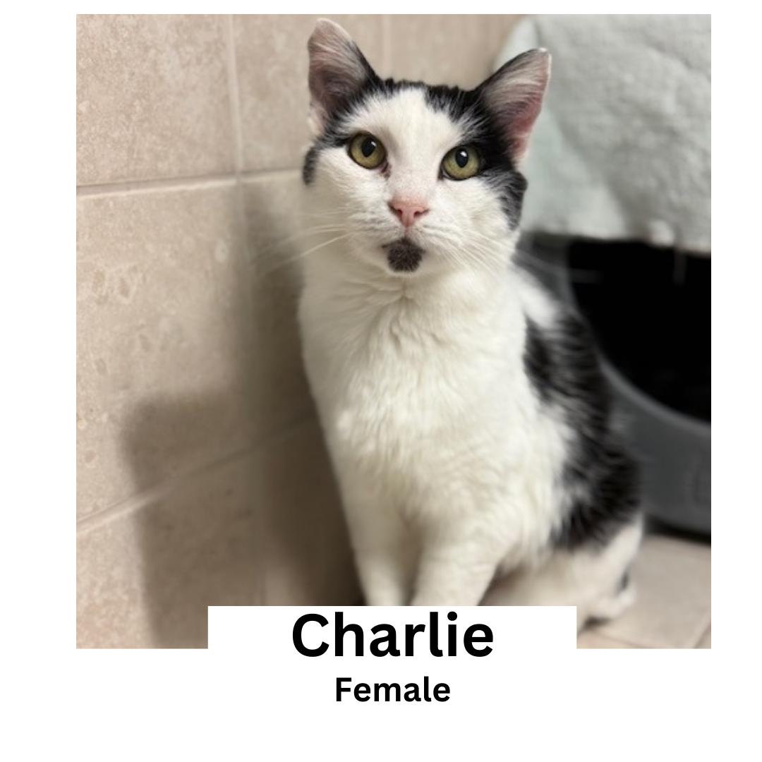 Charlie, adopted, Adult Female Domestic Short Hair.