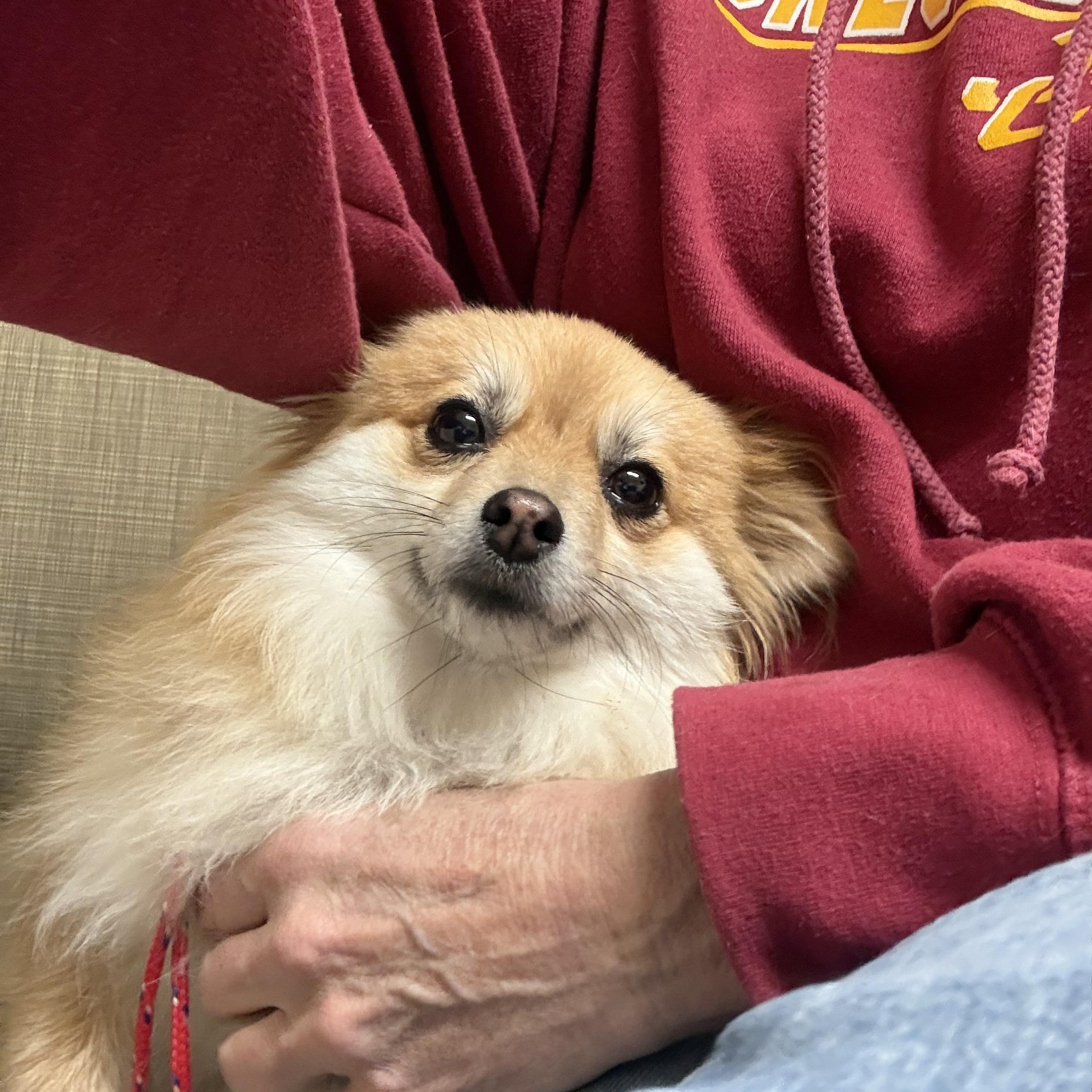 Enlarge Arya , an adopted Pomeranian in Burlington, VT image 4/5