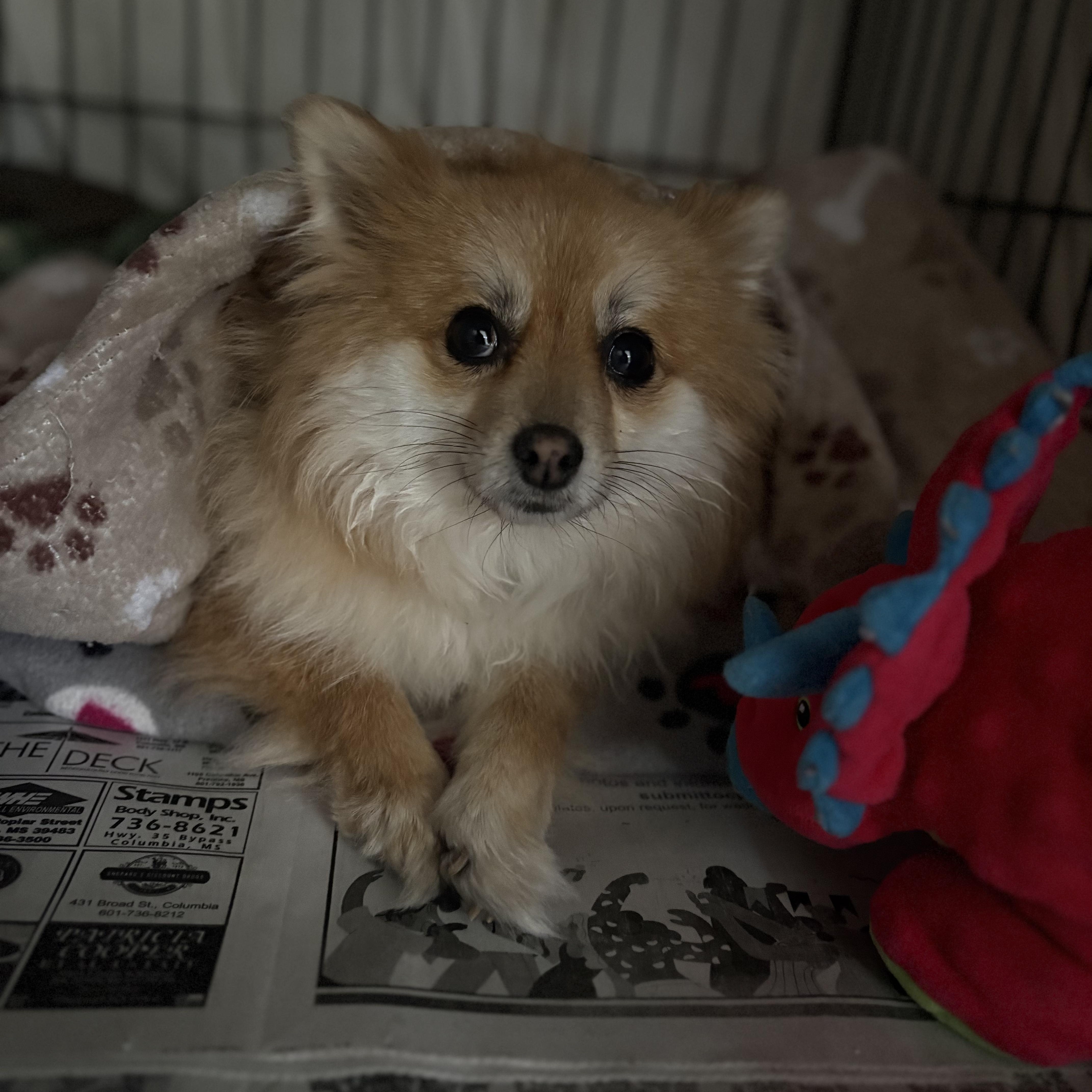 Enlarge Arya , an adopted Pomeranian in Burlington, VT image 2/5