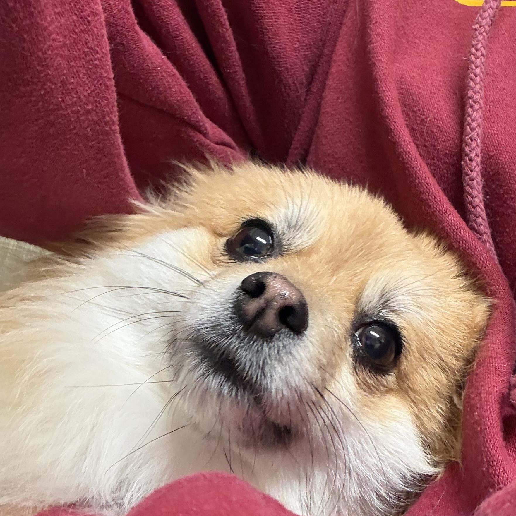 Enlarge Arya , an adopted Pomeranian in Burlington, VT image 5/5