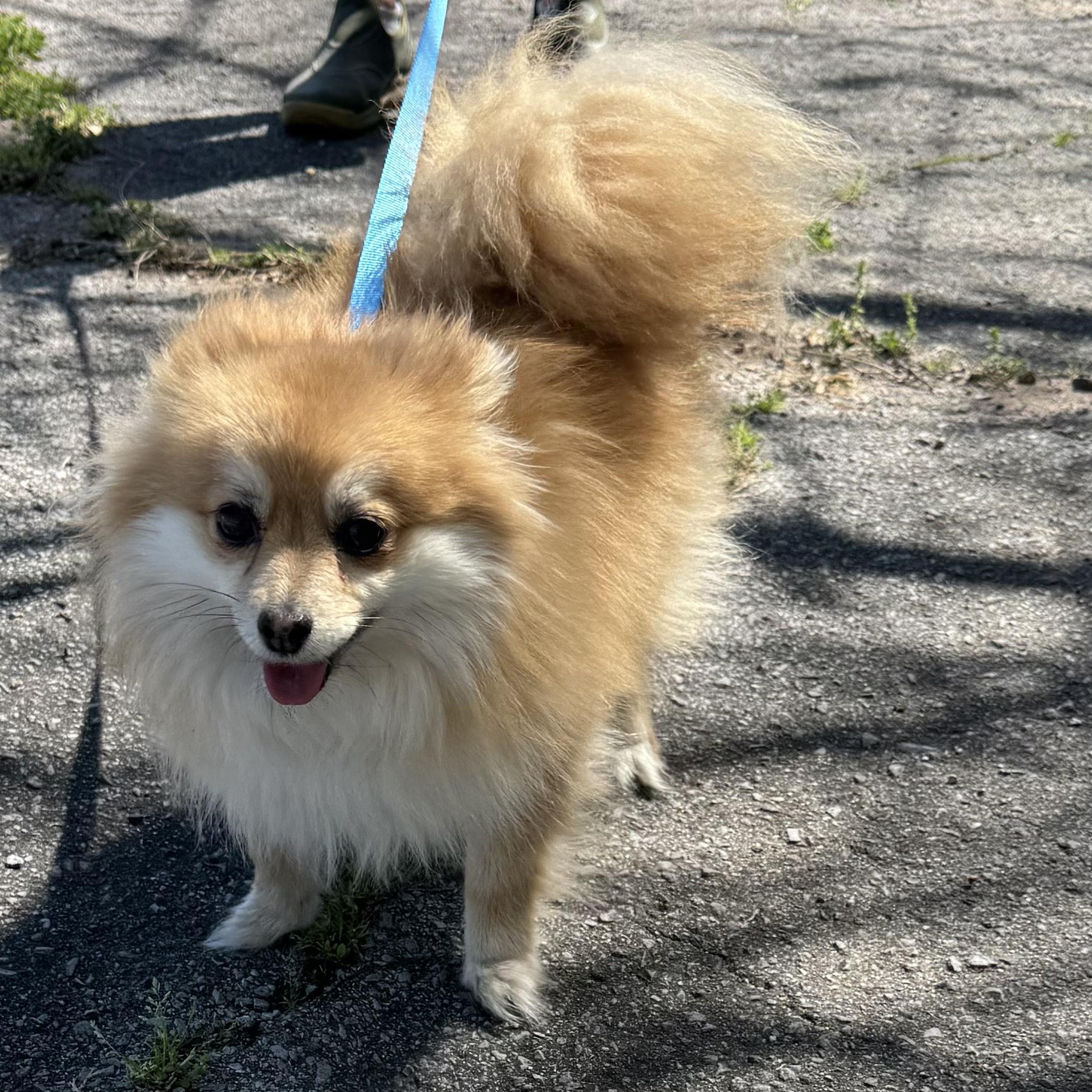 Enlarge Arya , an adopted Pomeranian in Burlington, VT image 1/5