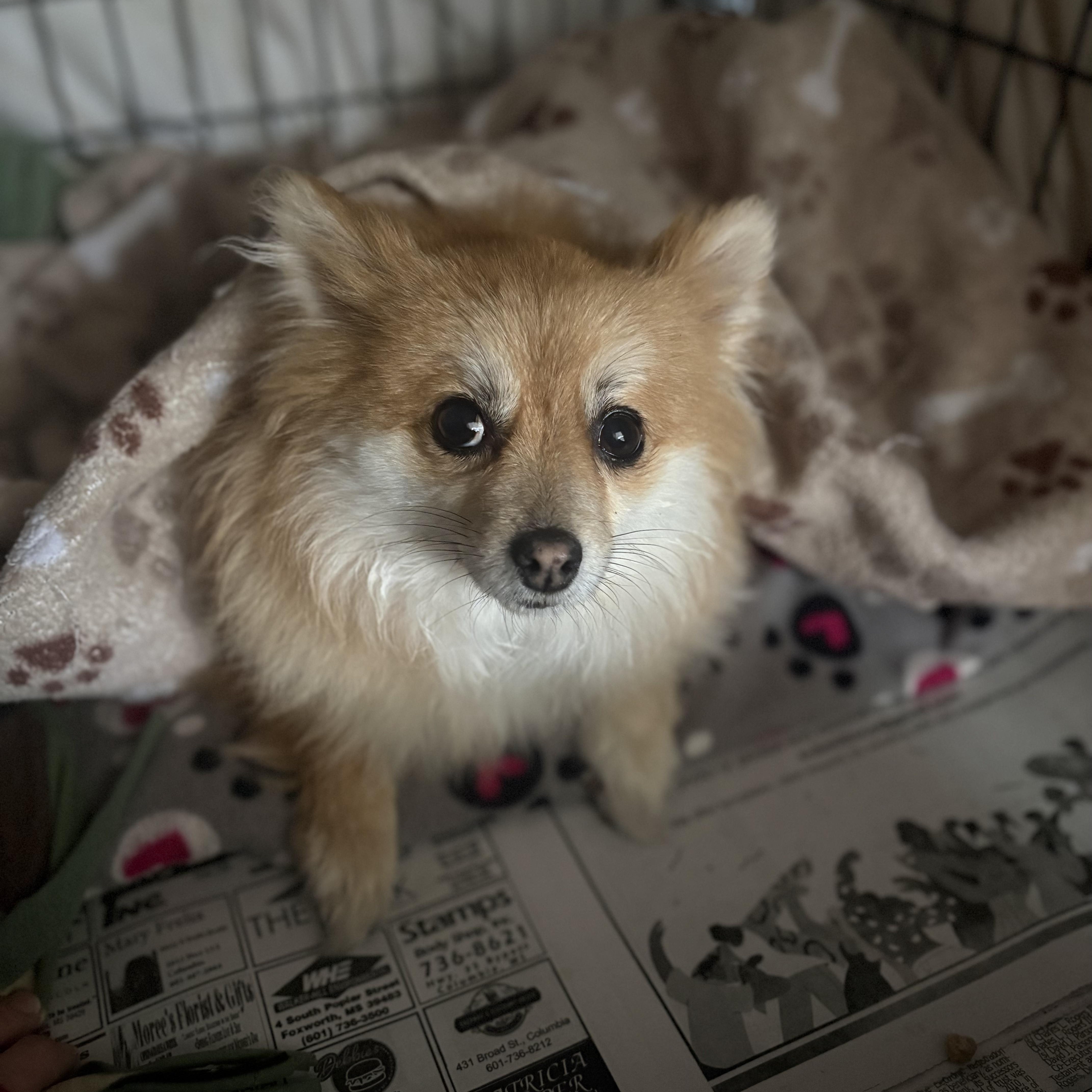 Enlarge Arya , an adopted Pomeranian in Burlington, VT image 3/5