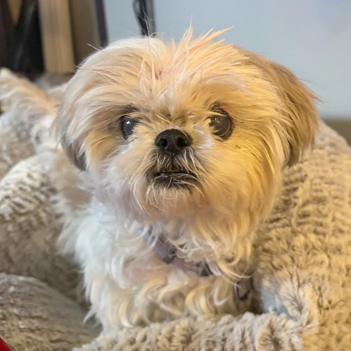 Dee, adopted, Senior Female Shih Tzu.