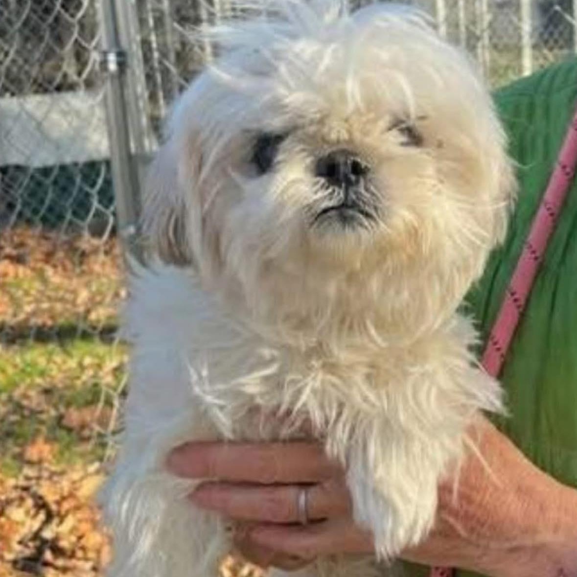 Enlarge Dee, an adopted Shih Tzu in Rockville, MD image 6/6