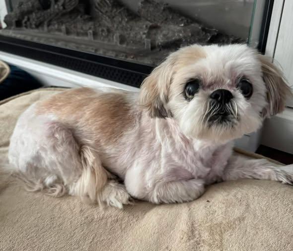 Enlarge Dee, an adopted Shih Tzu in Rockville, MD image 2/6