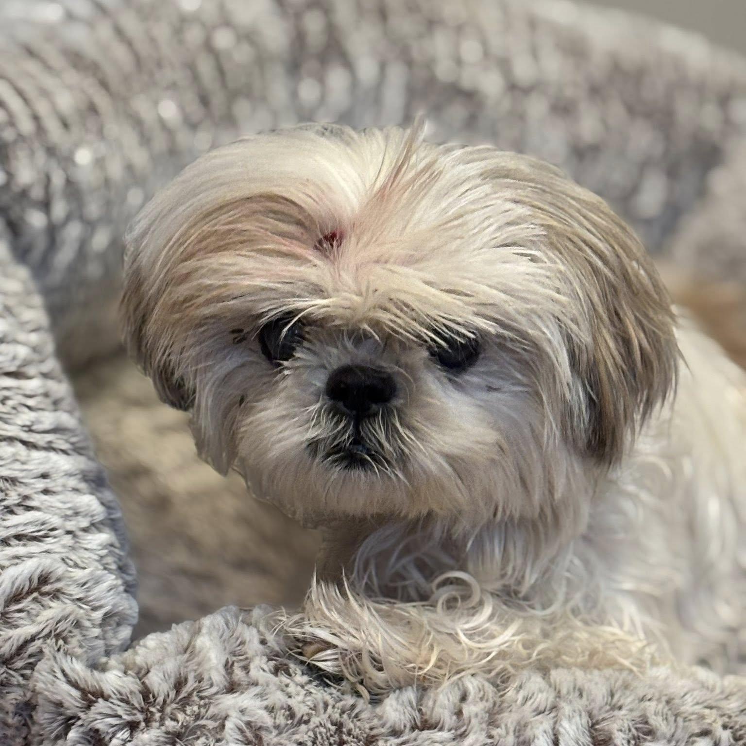 Enlarge Dee, an adopted Shih Tzu in Rockville, MD image 5/6