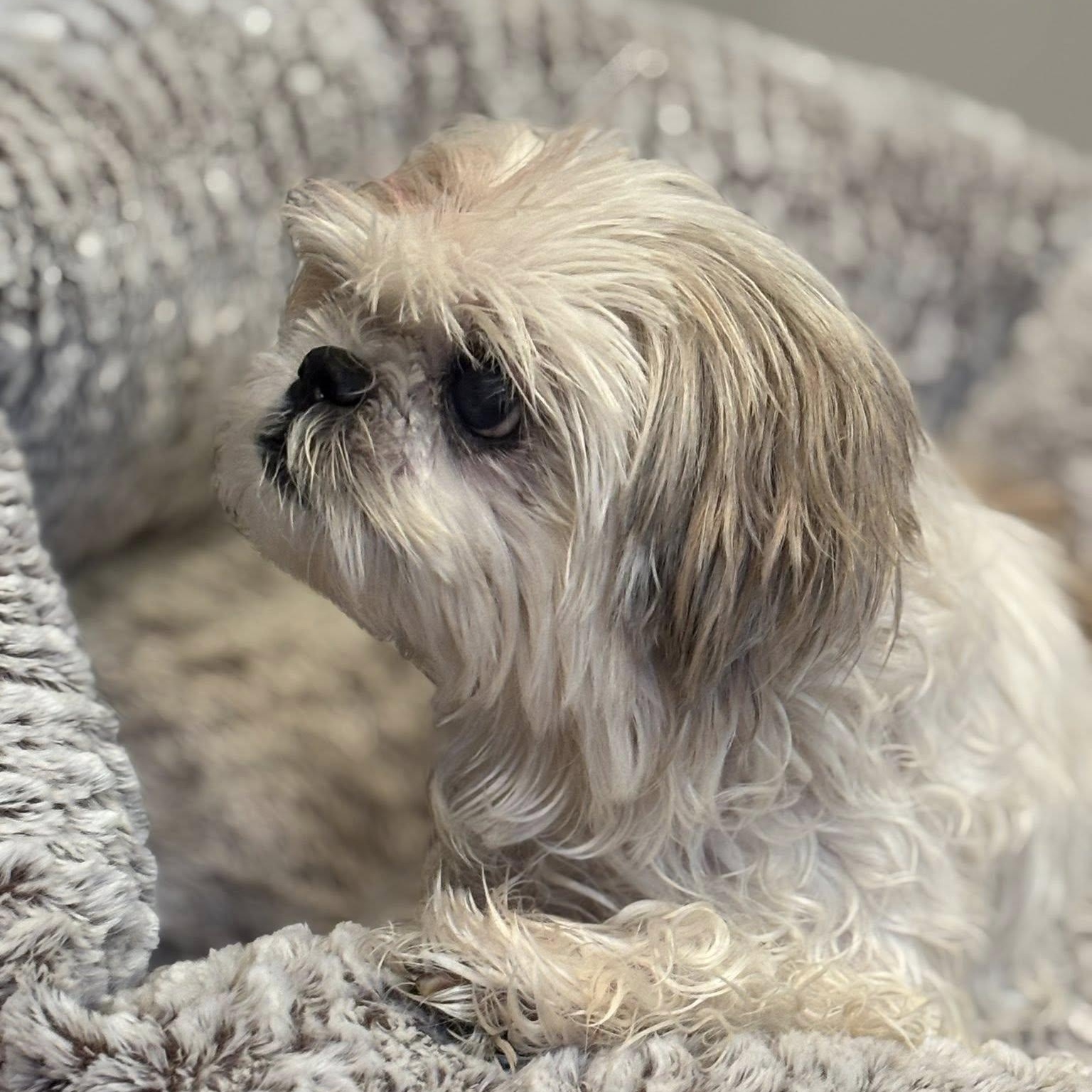 Enlarge Dee, an adopted Shih Tzu in Rockville, MD image 4/6