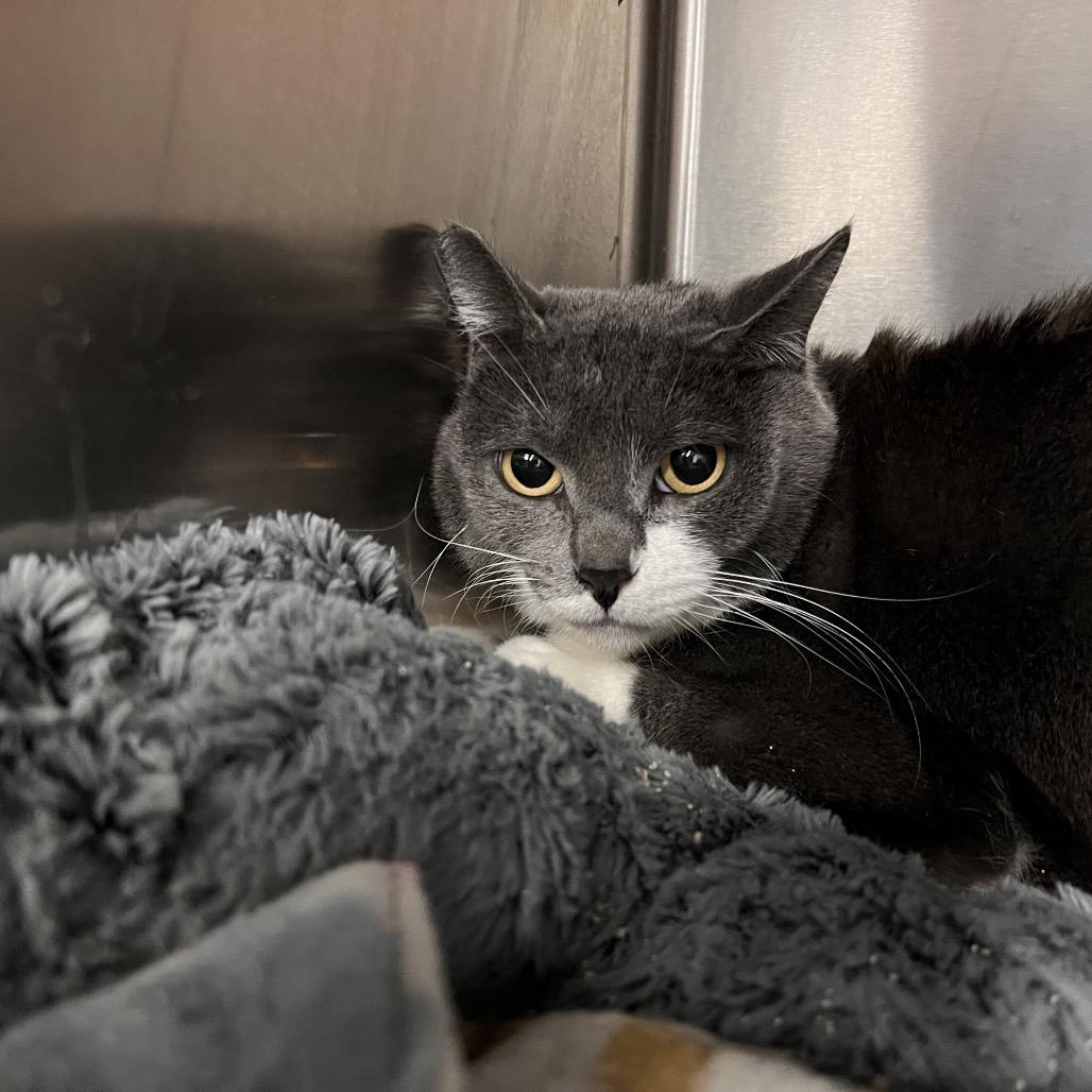 Lucy, Adoptable, Young Female Domestic Short Hair.