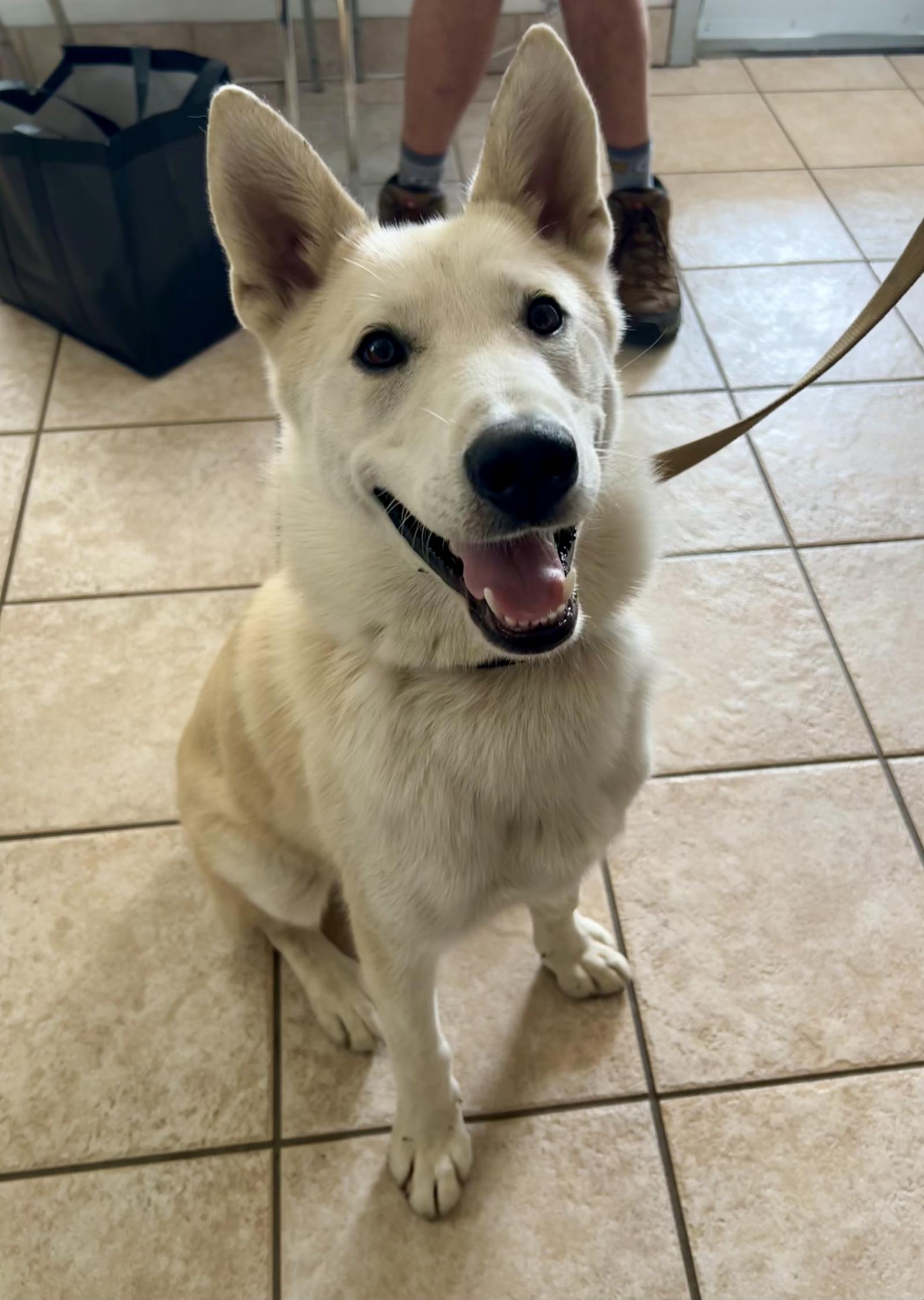 Enlarge Balto, a Adoptable Shepherd in Seattle, WA image 1/2