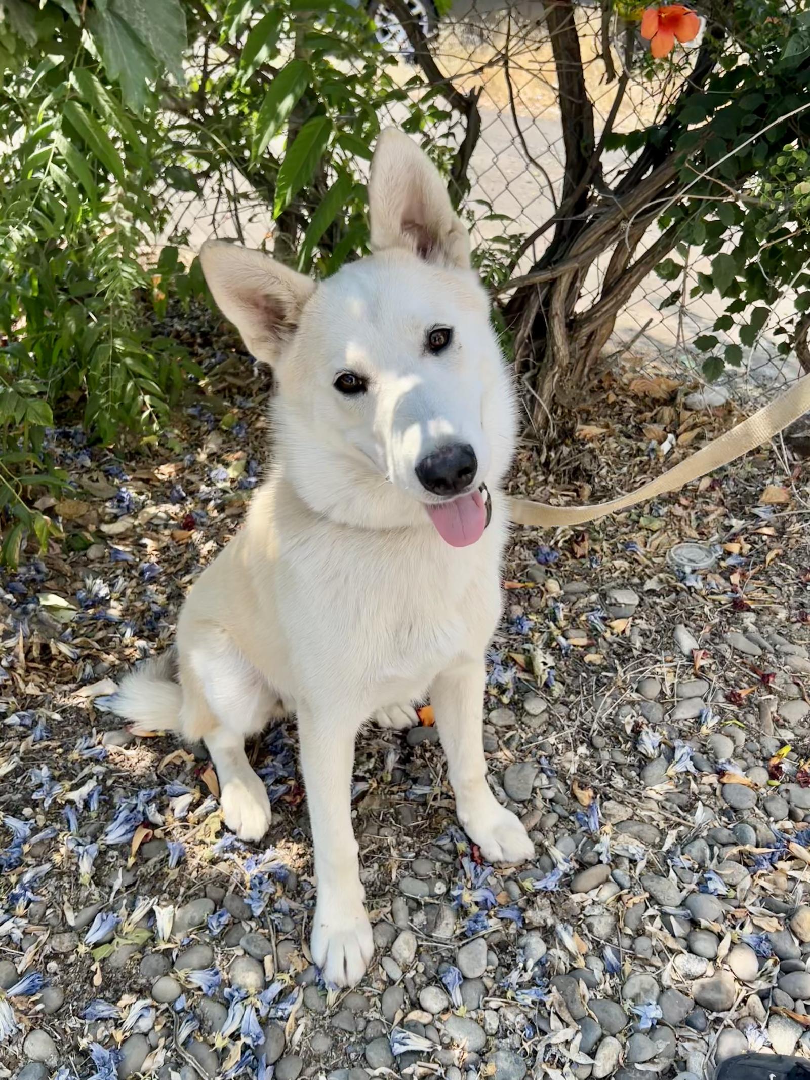 Enlarge Balto, a Adoptable Shepherd in Seattle, WA image 2/2