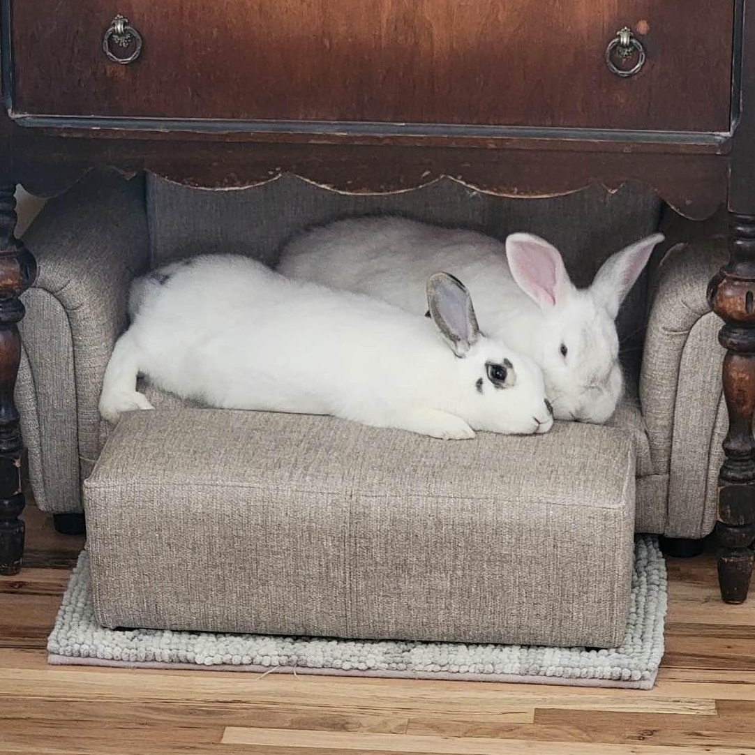 Georgie & Linus *Bonded Pair*, a Adoptable American in Salt Lake City, UT image 2/6