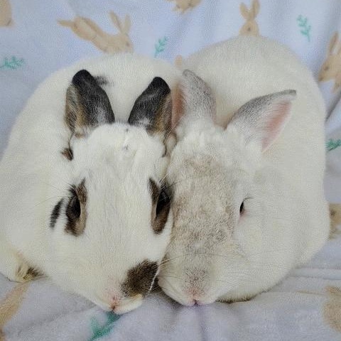 Georgie & Linus *Bonded Pair*, Adoptable, Adult Female American.
