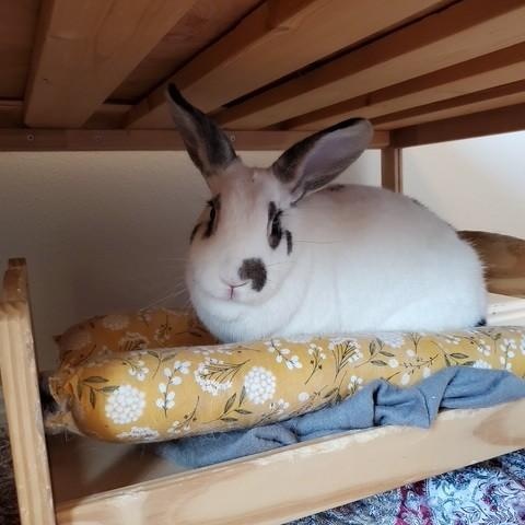 Georgie & Linus *Bonded Pair*, a Adoptable American in Salt Lake City, UT image 3/6