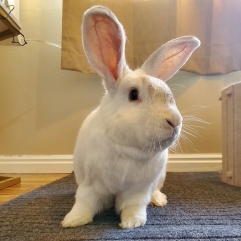 Georgie & Linus *Bonded Pair*, a Adoptable American in Salt Lake City, UT image 4/6