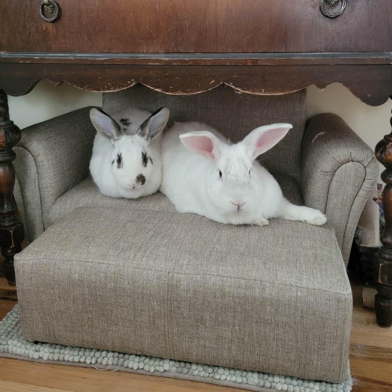 Georgie & Linus *Bonded Pair*, a Adoptable American in Salt Lake City, UT image 5/6