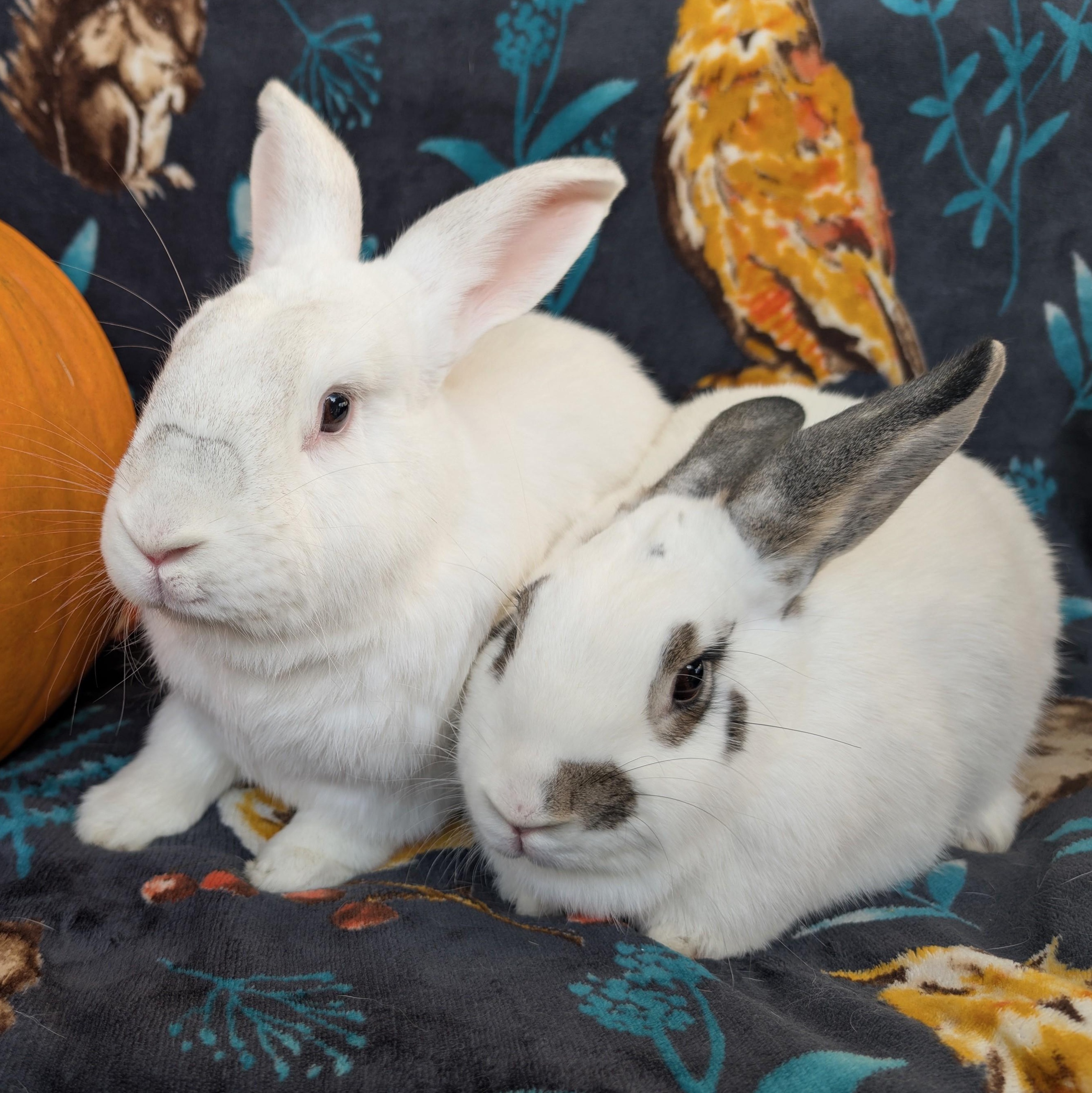 Enlarge Georgie & Linus *Bonded Pair*, a Adoptable American in Salt Lake City, UT image 6/6