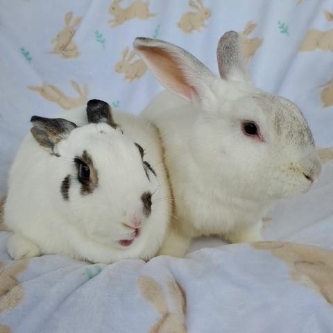 Georgie & Linus *Bonded Pair*, Adoptable, Adult Female American.