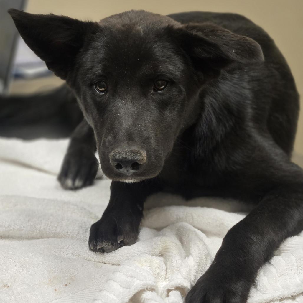 Fred, a Adoptable Mixed Breed in Wickenburg, AZ image 3/4