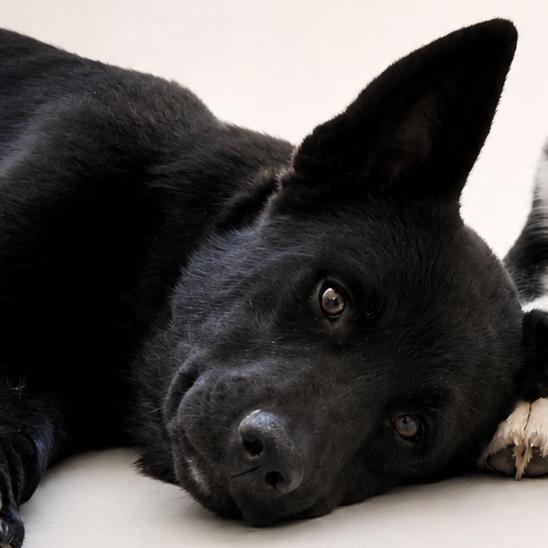 Fred, a Adoptable Mixed Breed in Wickenburg, AZ image 4/4