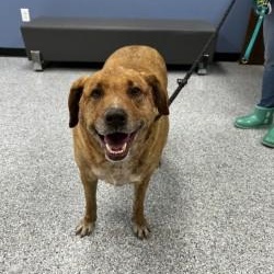 Enlarge Tootsie Roll, a ADOPTABLE mixed breed in Converse, TX image 1/1