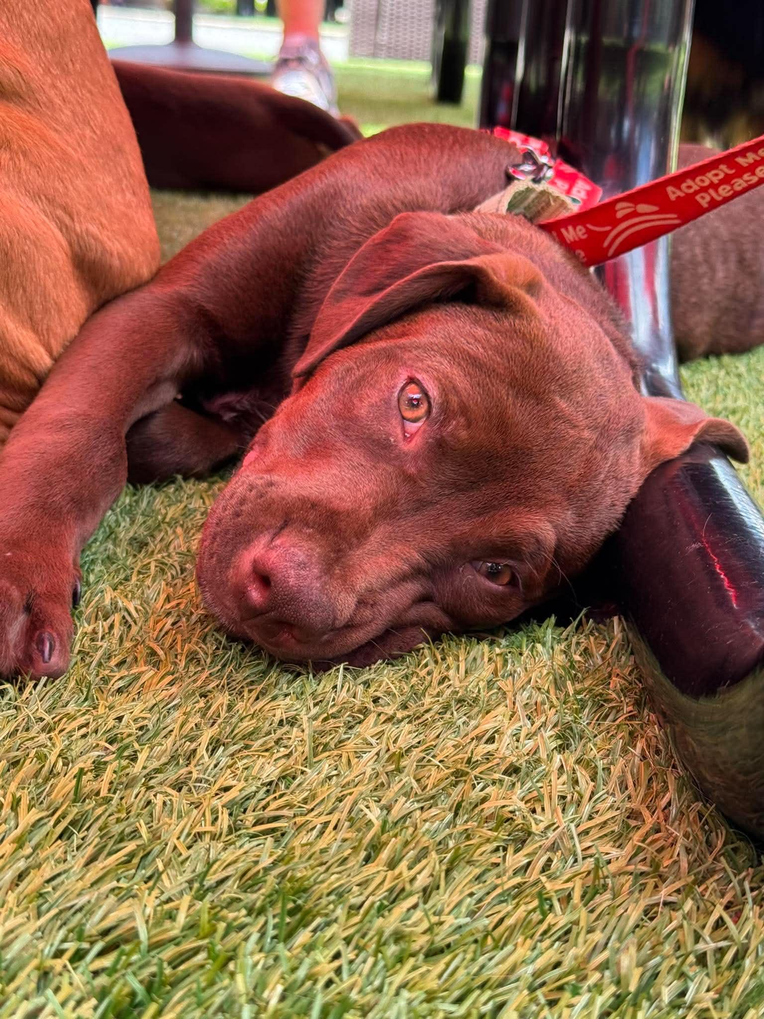 Seamus, Adoptable, Puppy Male Terrier & Labrador Retriever.