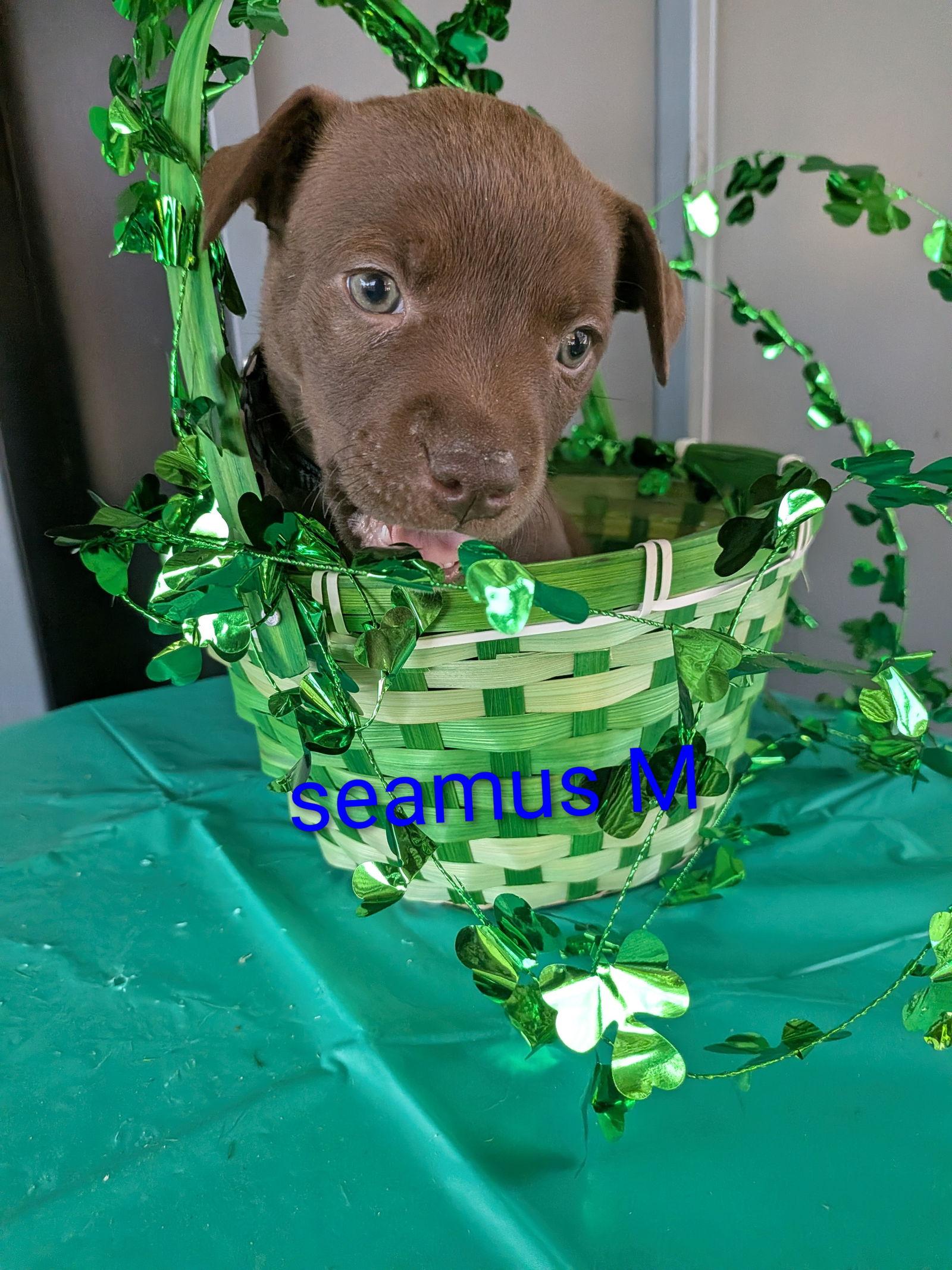 Seamus, Adoptable, Puppy Male Terrier & Labrador Retriever.