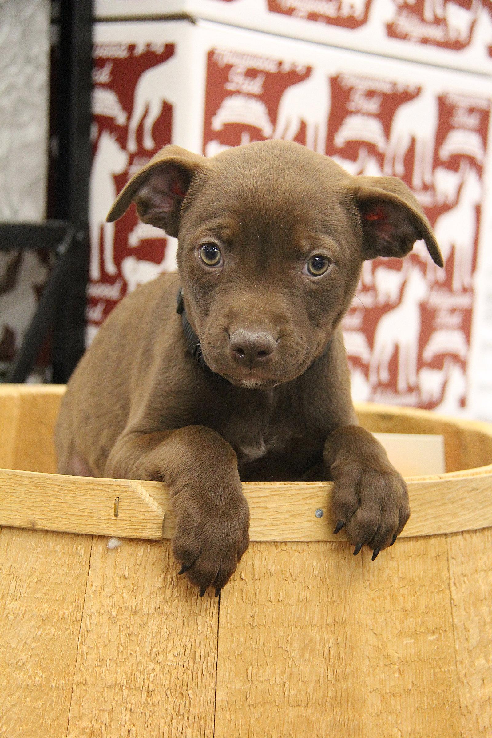 Enlarge Seamus, a Adoptable mixed breed in Charlotte, NC image 2/2