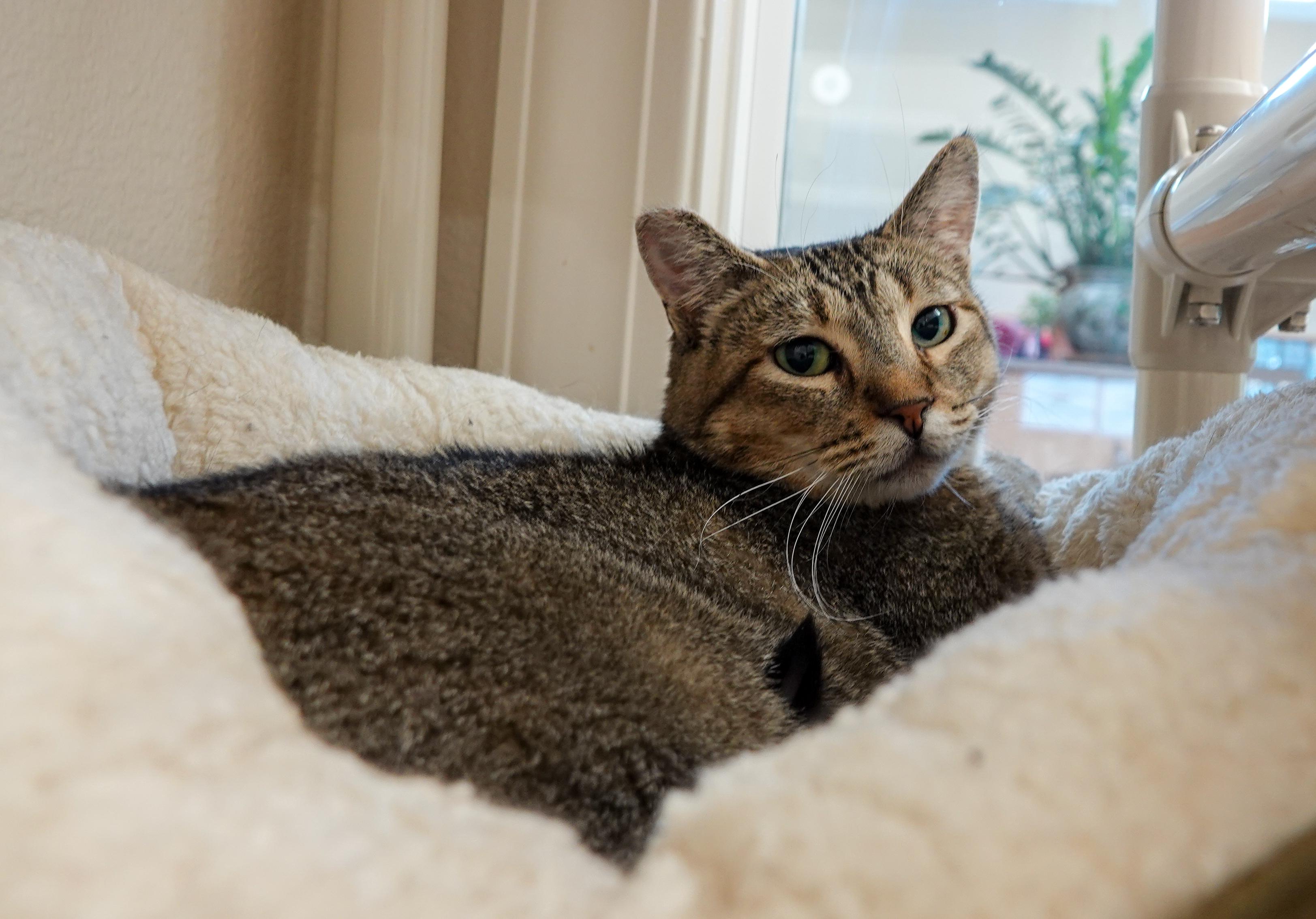 Enlarge Bob, a ADOPTABLE Domestic Short Hair in Boise, ID image 1/2