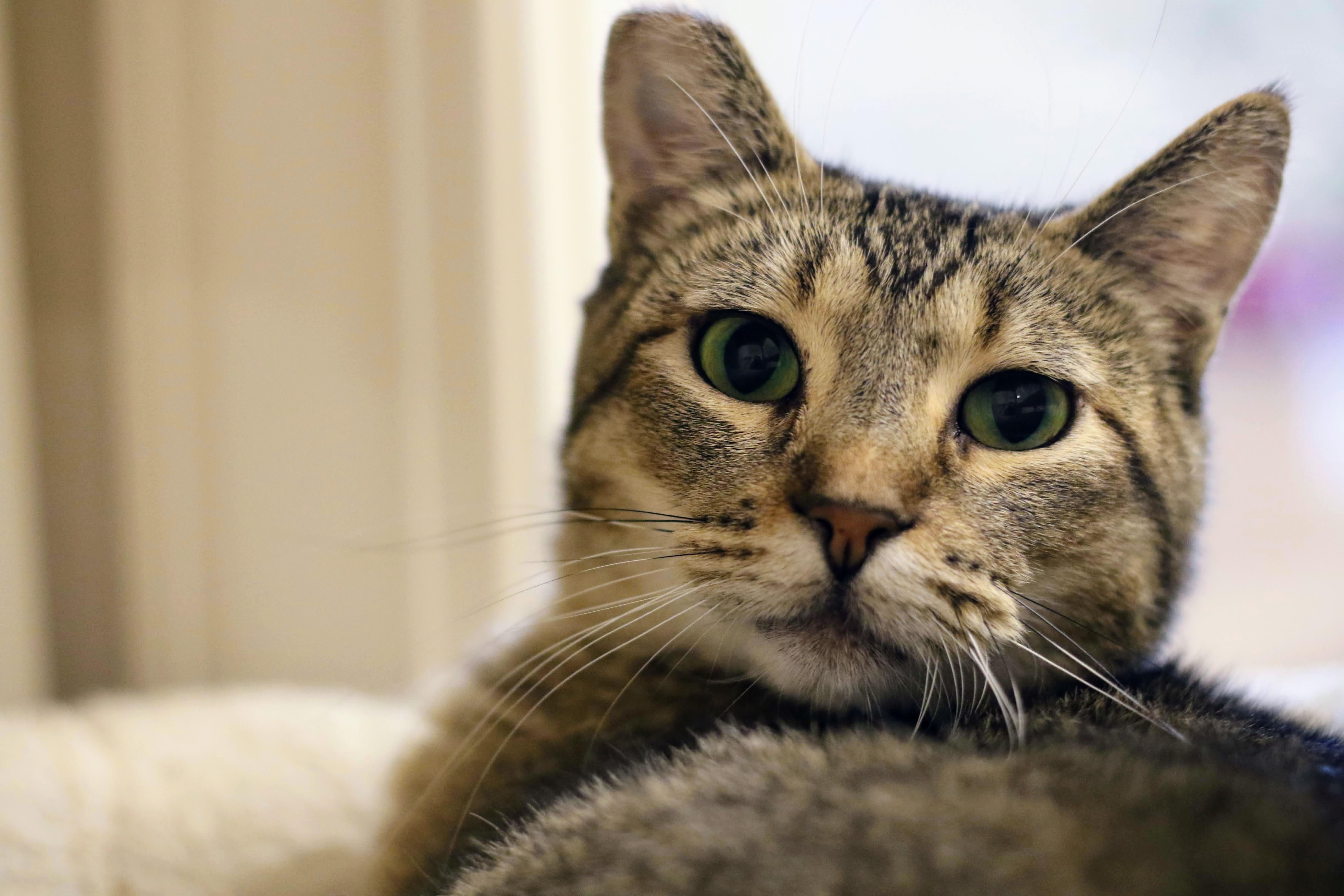 Enlarge Bob, a ADOPTABLE Domestic Short Hair in Boise, ID image 2/2