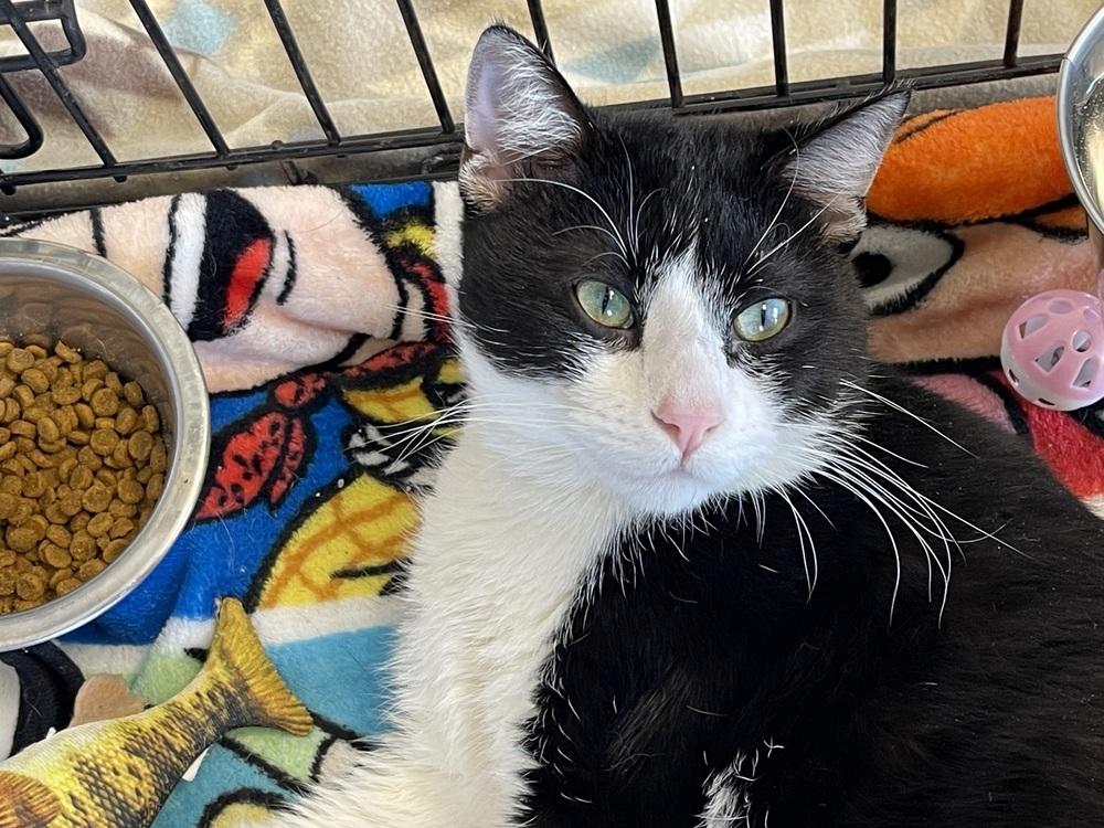 Tom Tom, Adoptable, Young Male Domestic Short Hair.