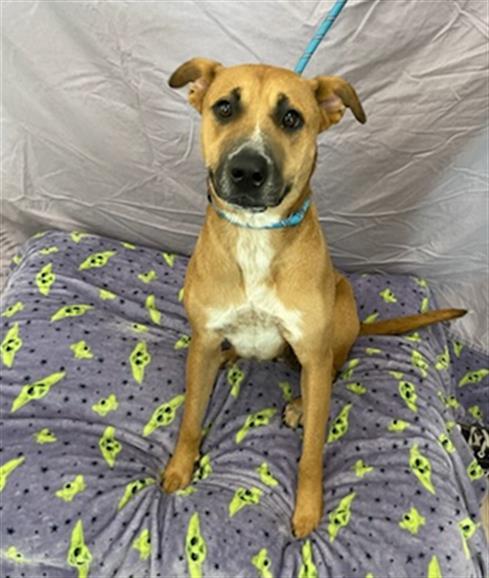 CARMINE, Adoptable, Adult Female Black Mouth Cur & Mixed Breed.