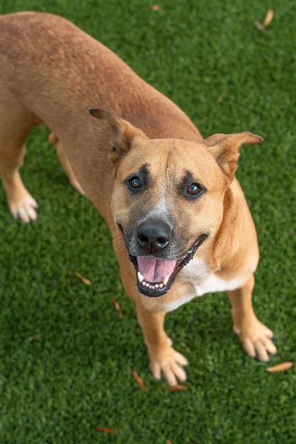 Enlarge CARMINE, a Adoptable mixed breed in Baytown, TX image 1/1