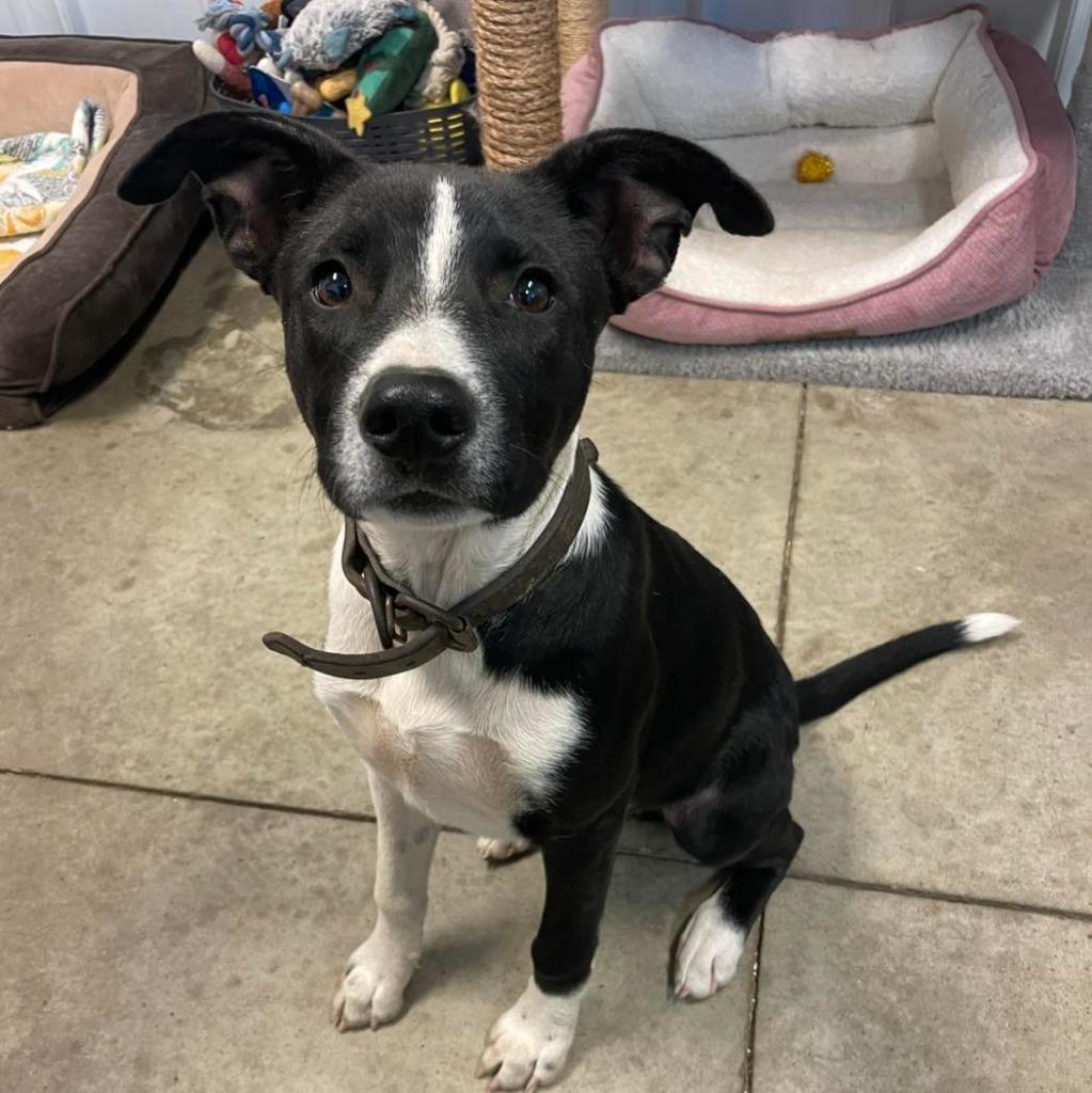 Marshall, Adoptable, Young Male Mixed Breed.