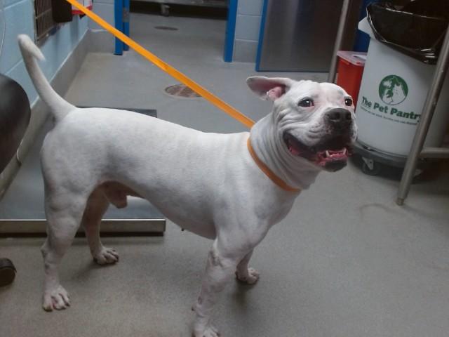 BARNEY, Adoptable, Young Male American Bulldog & Staffordshire Bull Terrier.