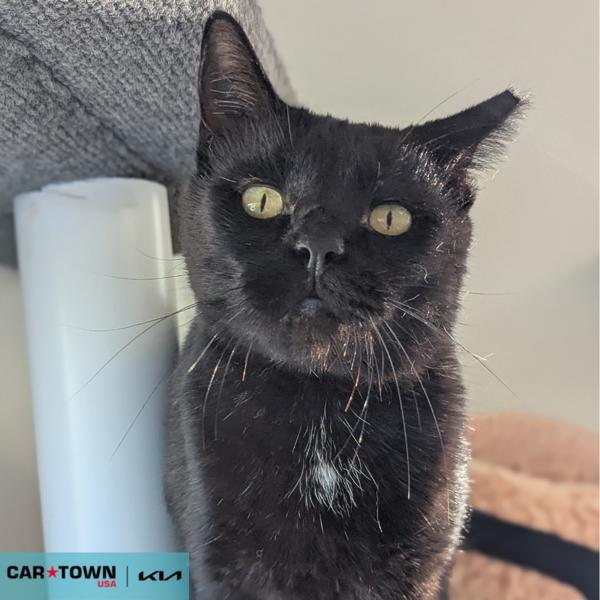 Spirit, Adoptable, Adult Male Domestic Short Hair.