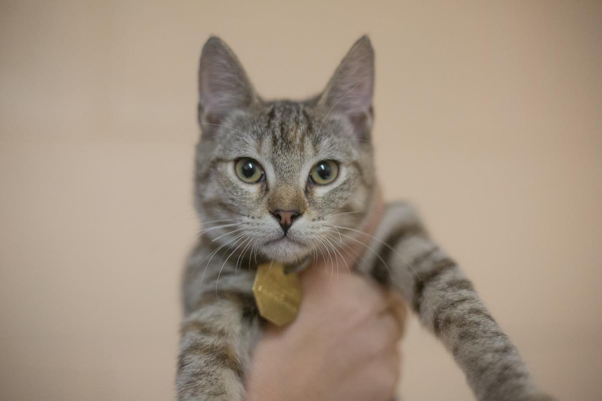 Tot, Adoptable, Kitten Female Domestic Short Hair & Torbie.