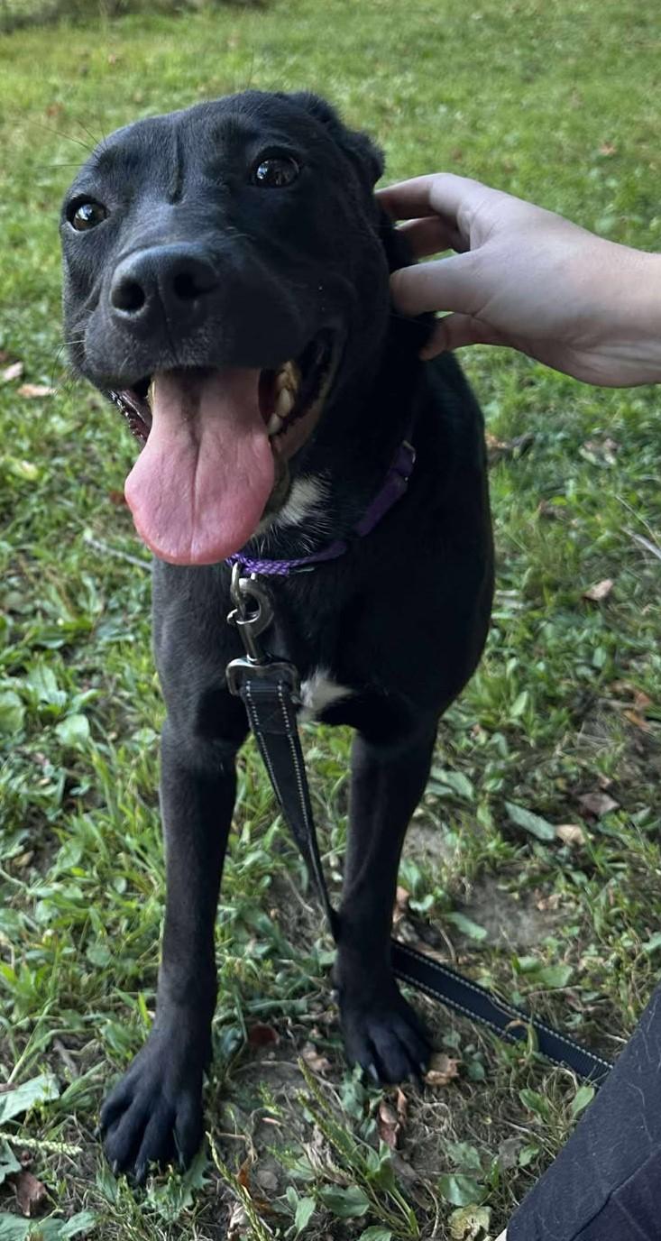 Nova, a Adoptable mixed breed in Springfield, VT image 4/5