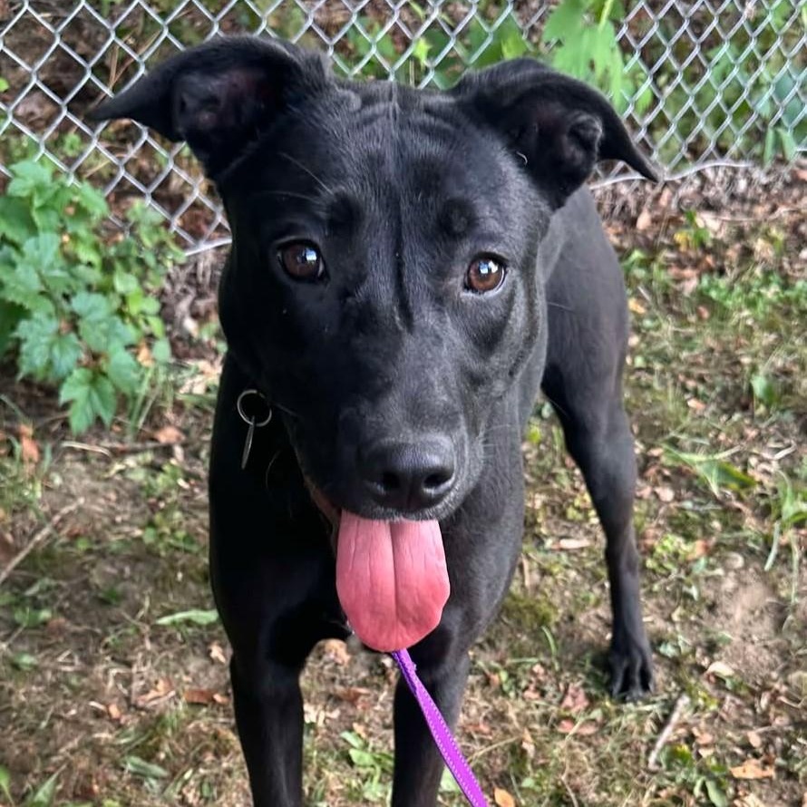 Nova, a Adoptable mixed breed in Springfield, VT image 1/5