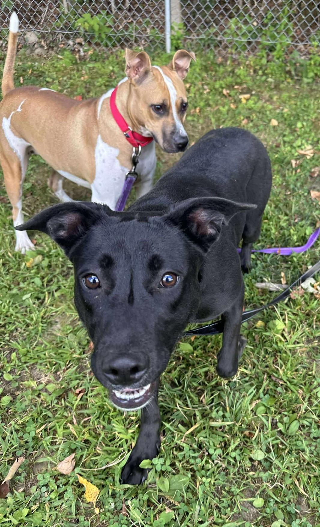 Nova, a Adoptable mixed breed in Springfield, VT image 2/5