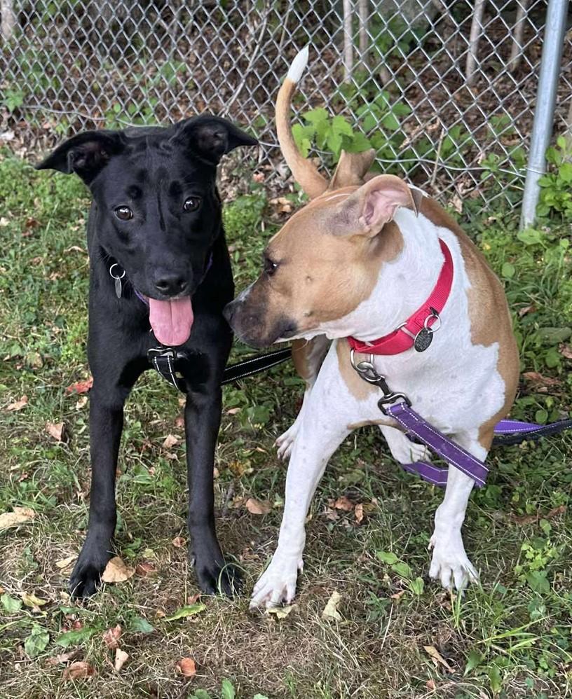 Nova, a Adoptable mixed breed in Springfield, VT image 3/5