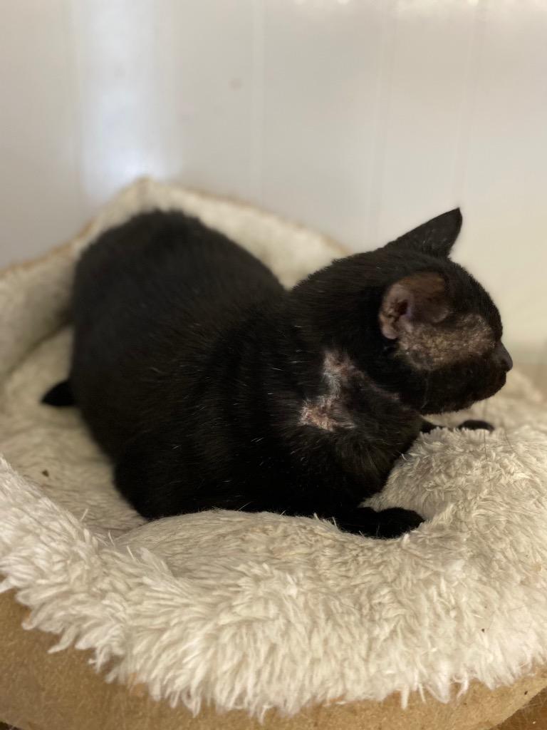 Slash — thumbnail 2