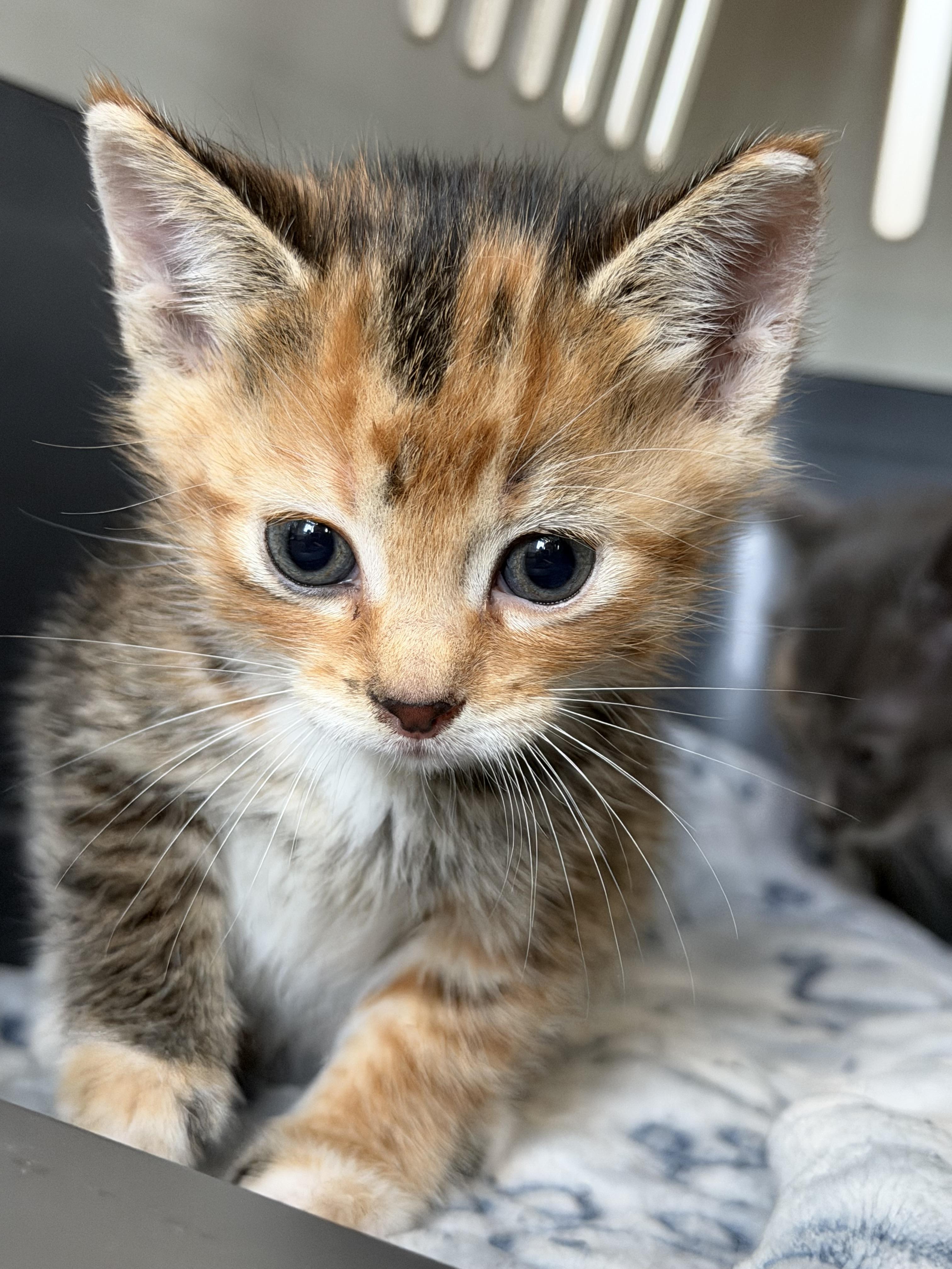 Pumpkin Spice, Adoptable, Kitten Female Domestic Short Hair.