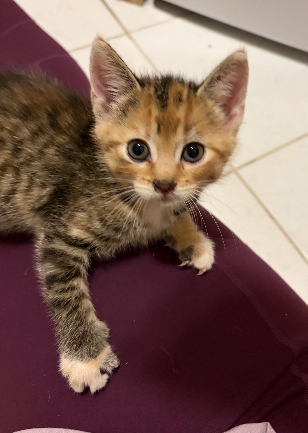 Enlarge Pumpkin Spice, a Adoptable mixed breed in Steinbach, MB image 2/2