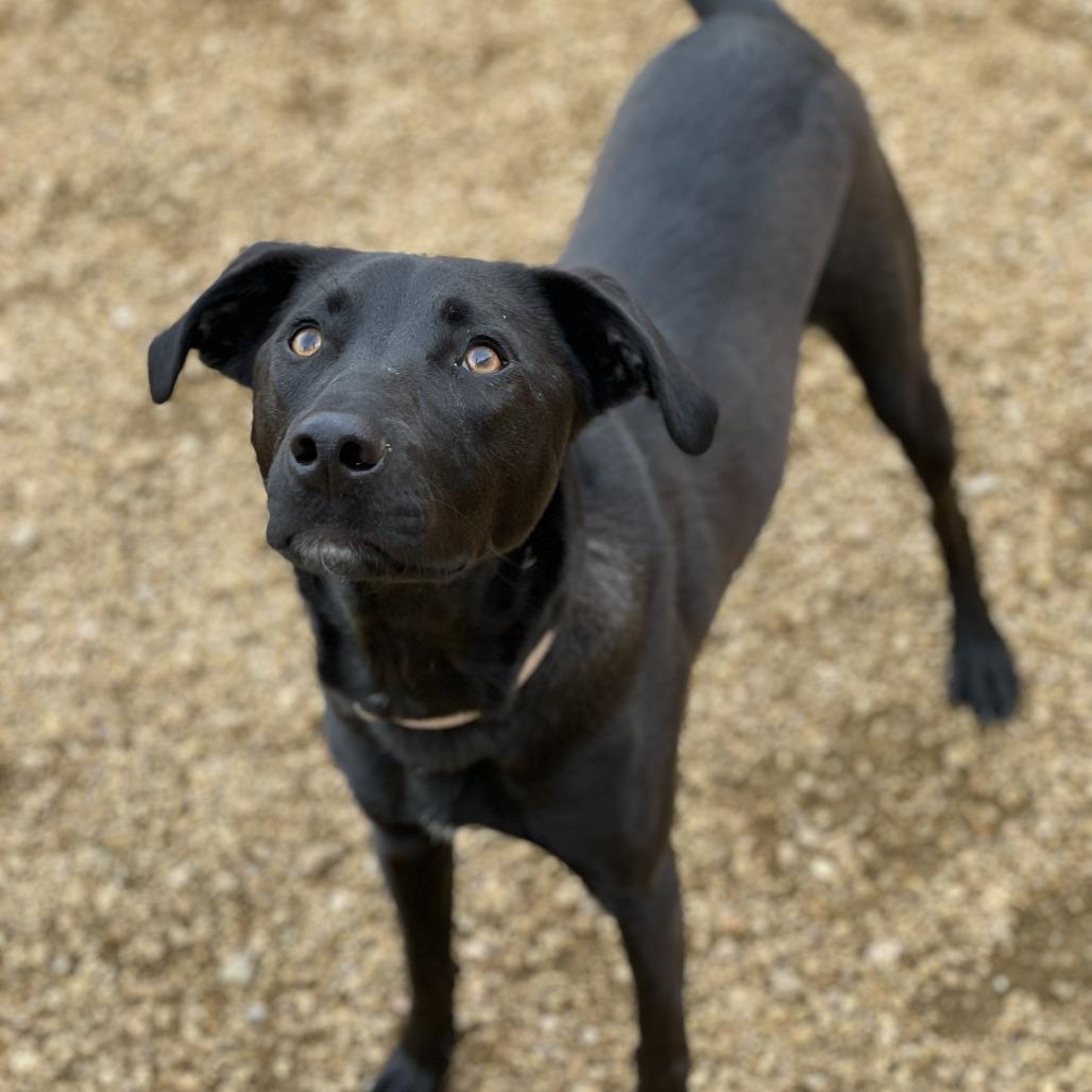 Howie, Adoptable, Young Male Mixed Breed.