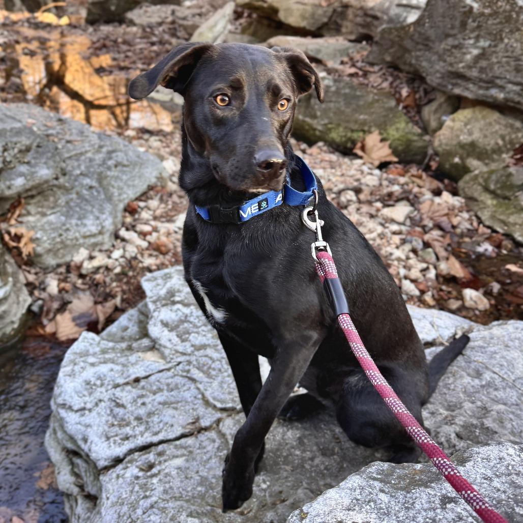 Enlarge Howie, a Adoptable Mixed Breed in Bentonville, AR image 2/6