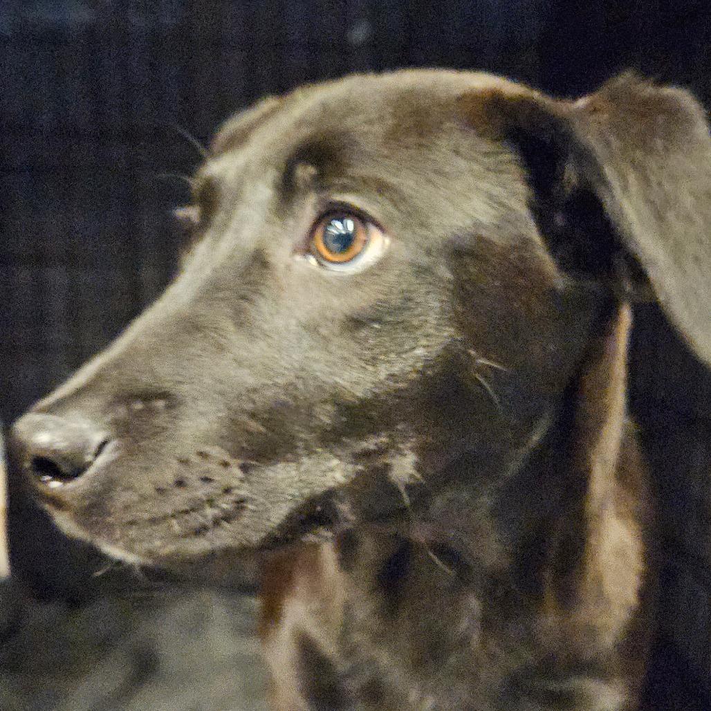 Enlarge Howie, a Adoptable Mixed Breed in Bentonville, AR image 2/4