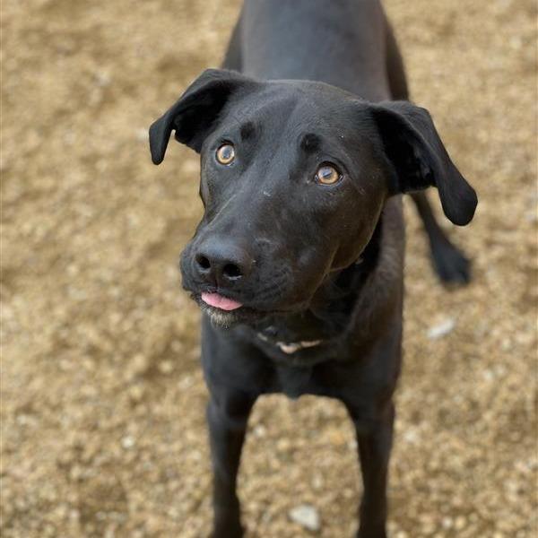 Enlarge Howie, a Adoptable Mixed Breed in Bentonville, AR image 3/4