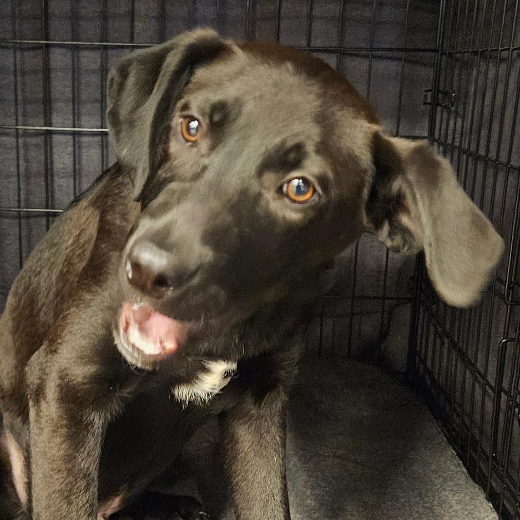 Enlarge Howie, a Adoptable Mixed Breed in Bentonville, AR image 4/4